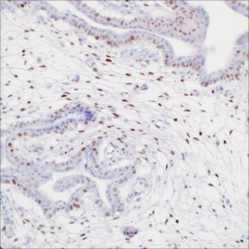 p57Kip2 (Kp10) Mouse Monoclonal Antibody