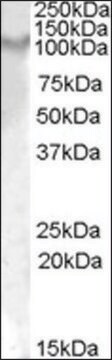 Anti-Il17ra antibody produced in goat affinity isolated antibody, buffered aqueous solution