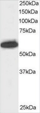 Anti-NPAP60/NUP50 antibody produced in goat affinity isolated antibody, buffered aqueous solution