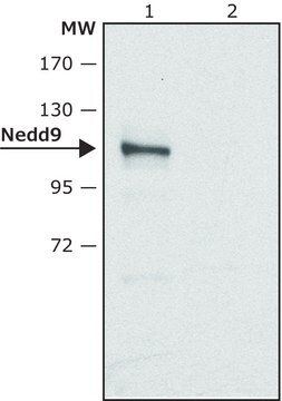 Anti-Nedd9 antibody produced in rabbit ~1.5&#160;mg/mL, affinity isolated antibody