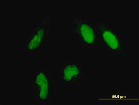 Monoclonal Anti-GLTSCR2 antibody produced in mouse clone 5A8, purified immunoglobulin, buffered aqueous solution