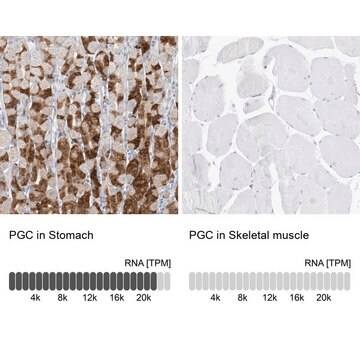 Anti-PGC antibody produced in rabbit Prestige Antibodies&#174; Powered by Atlas Antibodies, affinity isolated antibody, buffered aqueous glycerol solution