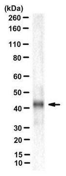 Anticorpo anti-connessina 43, regione N-terminale, clone P1E11.B19 clone P1E11, from mouse