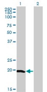 Monoclonal Anti-CETN1 antibody produced in mouse clone 4C12, purified immunoglobulin, buffered aqueous solution