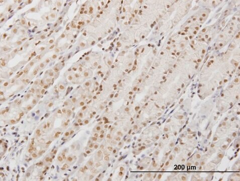 Monoclonal Anti-DDX54, (C-terminal) antibody produced in mouse clone 2E4, purified immunoglobulin, buffered aqueous solution