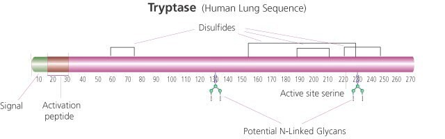 Tryptase from human lung buffered aqueous solution, &#8805;5&#160;units/mg protein