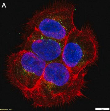 Anti-Presenilin-1 Antibody, clone PS1-loop ZooMAb&#174; Mouse Monoclonal recombinant, expressed in HEK 293 cells