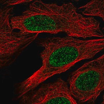 Anti-Rxrb Antibody Produced In Rabbit Prestige Antibodies&#174; Powered by Atlas Antibodies, affinity isolated antibody, buffered aqueous glycerol solution