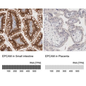 抗EPCAM ウサギ宿主抗体 Prestige Antibodies&#174; Powered by Atlas Antibodies, affinity isolated antibody, buffered aqueous glycerol solution