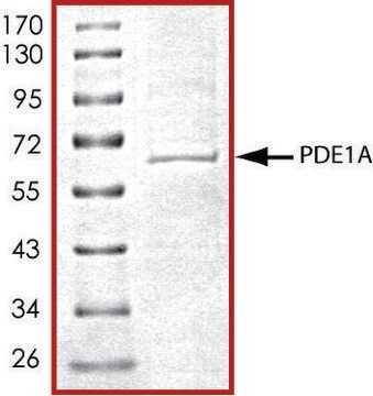 PDE1A, active, His tagged human recombinant, expressed in baculovirus infected Sf9 cells, &#8805;70% (SDS-PAGE), buffered aqueous glycerol solution