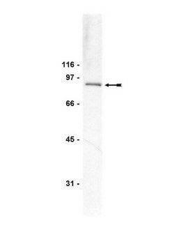 Anticorps anti-PI3 kinase, p85, N-SH3, clone&nbsp;AB6 clone AB6, Upstate&#174;, from mouse