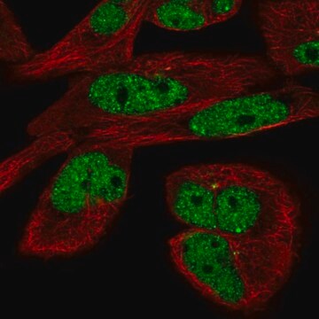 Anti-EYA3 antibody produced in rabbit Prestige Antibodies&#174; Powered by Atlas Antibodies, affinity isolated antibody