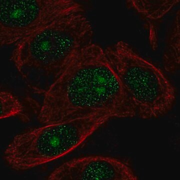 Anti-ZNF692 antibody produced in rabbit Prestige Antibodies&#174; Powered by Atlas Antibodies, affinity isolated antibody