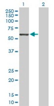 Anti-GRB10 antibody produced in rabbit purified immunoglobulin, buffered aqueous solution