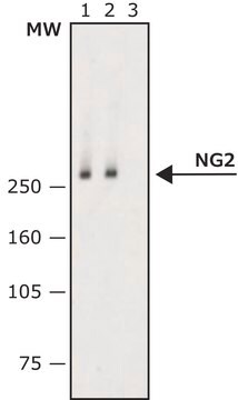 Monoclonal Anti-NG2 antibody produced in mouse clone 132.38, purified immunoglobulin, buffered aqueous solution