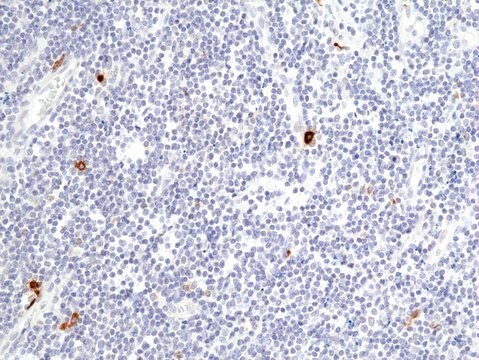 Anti-Granzyme B Rabbit Monoclonal Antibody clone RM441, affinity purified immunoglobulin