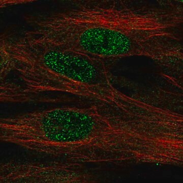 Anti-FOXF1 antibody produced in rabbit Prestige Antibodies&#174; Powered by Atlas Antibodies, affinity isolated antibody, buffered aqueous glycerol solution