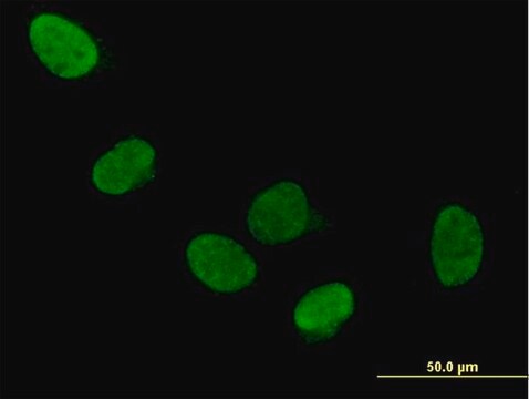 Anti-DDX5 antibody produced in mouse purified immunoglobulin, buffered aqueous solution