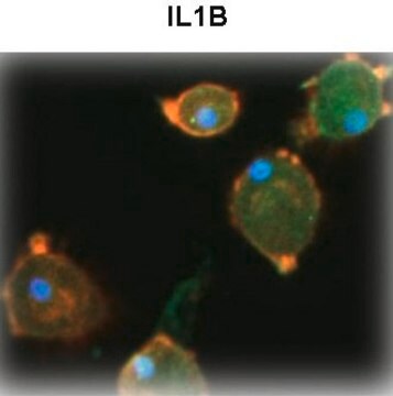 Anti-IL1B (N-terminal) antibody produced in rabbit affinity isolated antibody