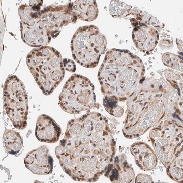 Anti-TNRC18 antibody produced in rabbit Prestige Antibodies&#174; Powered by Atlas Antibodies, affinity isolated antibody, buffered aqueous glycerol solution