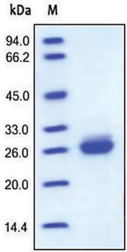 ApoA-1 human recombinant, expressed in HEK 293 cells, &#8805;95% (SDS-PAGE)