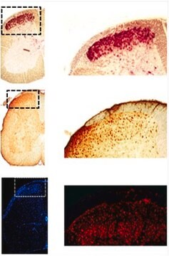 抗EBF-1抗体 from rabbit, purified by affinity chromatography