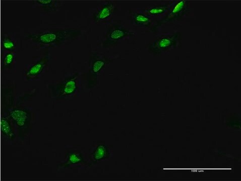 Monoclonal Anti-UBE2E3 antibody produced in mouse clone 3E9, purified immunoglobulin, buffered aqueous solution