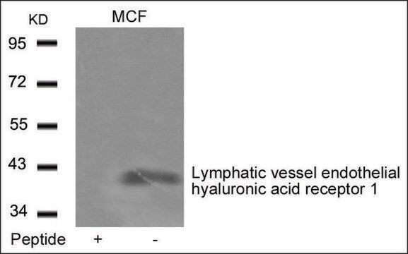 抗LYVE1抗体 ウサギ宿主抗体 affinity isolated antibody