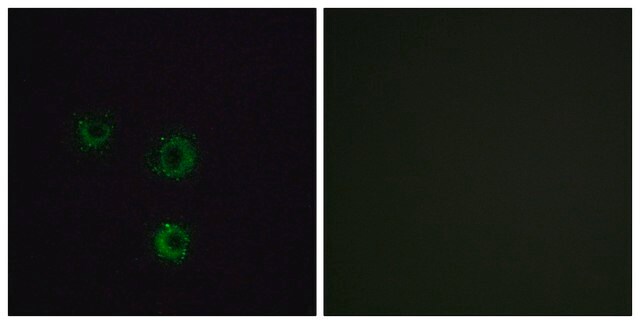 Anti-TAS2R14 antibody produced in rabbit affinity isolated antibody