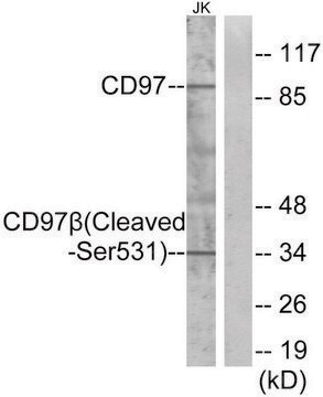 Anti-CD97 &#946; (Cleaved-Ser531) antibody produced in rabbit affinity isolated antibody