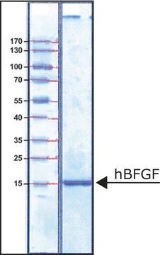 BCFbh FGF-Basic, recombinant, expressed in E. coli, suitable for cell culture