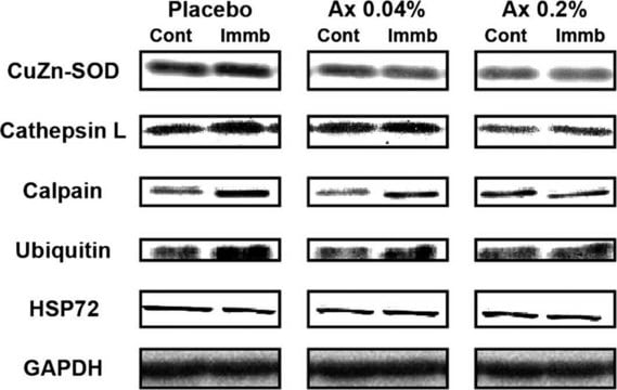 Monoclonal Anti-Cathepsin L antibody produced in mouse clone 33/2, ascites fluid