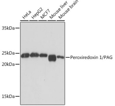 Anti-Peroxiredoxin 1/PAG Antibody, clone 3F8X3, Rabbit Monoclonal