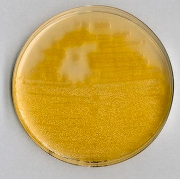 Pseudomonas agar F (baza) for microbiology