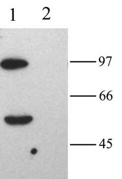 Anti-HCN2 Antibody Chemicon&#174;, from rabbit