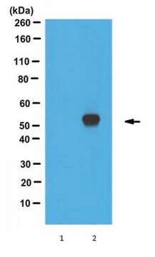 Przeciwciało anty-DAX-1, klon 2F4 ascites fluid, clone 2F4, from mouse