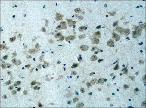 抗-ATG4B 兔抗 IgG fraction of antiserum, buffered aqueous solution