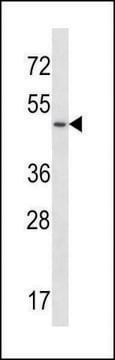 ANTI-UTS2R (CENTER) antibody produced in rabbit IgG fraction of antiserum, buffered aqueous solution