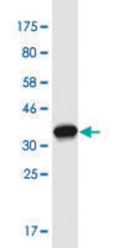 Monoclonal Anti-FBN2 antibody produced in mouse clone 1C2, purified immunoglobulin