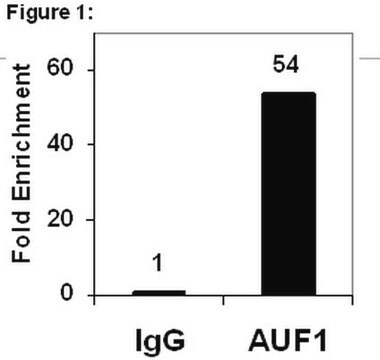 RIPAb+ AUF1 - RIP Validated Antibody and Primer Set from rabbit