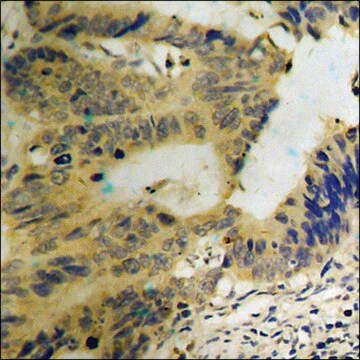 Anti-phospho-MEK1/2 (pSer217) antibody produced in rabbit affinity isolated antibody