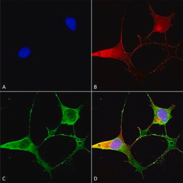 Monoclonal Anti-Gaba-B Receptor 2 - Rpe antibody produced in mouse clone S81-2, purified immunoglobulin