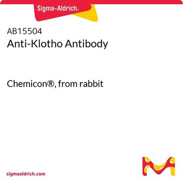 Przeciwciało anty-Klotho Chemicon&#174;, from rabbit