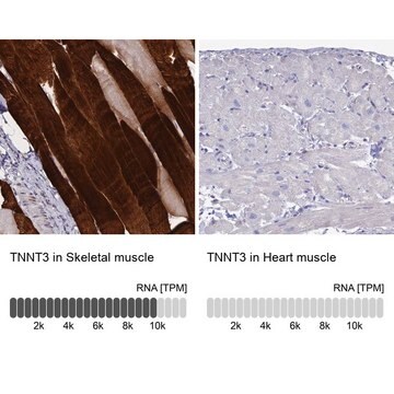 抗TNNT3抗体 ウサギ宿主抗体 Prestige Antibodies&#174; Powered by Atlas Antibodies, affinity isolated antibody, buffered aqueous glycerol solution