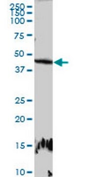 Anty-E2F2 Rabbit pAb liquid, Calbiochem&#174;