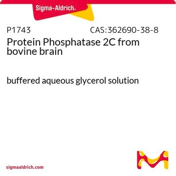 Protein Phosphatase 2C from bovine brain buffered aqueous glycerol solution