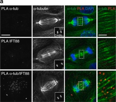 Anti-&#945;-Tubulin&#8722;FITC antibody, Mouse monoclonal clone DM1A, purified from hybridoma cell culture