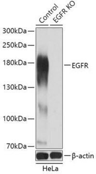 Anti-EGFR antibody produced in rabbit