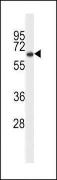 ANTI-SRC8(N-TERMINAL) antibody produced in rabbit affinity isolated antibody, buffered aqueous solution