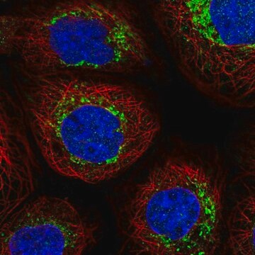 Anti-NDUFB6 antibody produced in rabbit Prestige Antibodies&#174; Powered by Atlas Antibodies, affinity isolated antibody